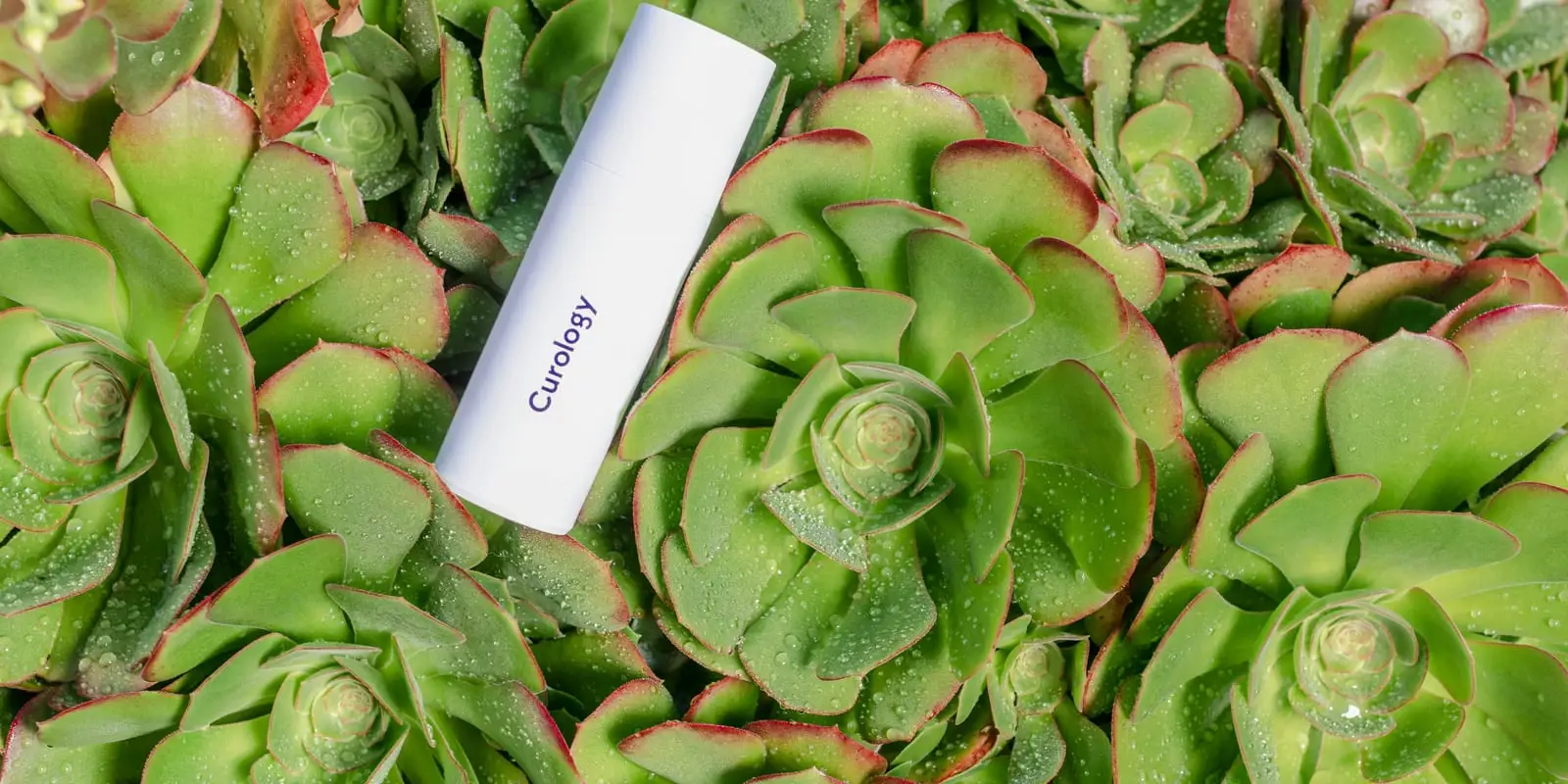 Skincare bottle resting among succulent plants