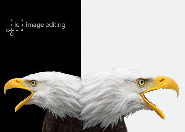 Before and After Version of an Eagle while Removing the Background