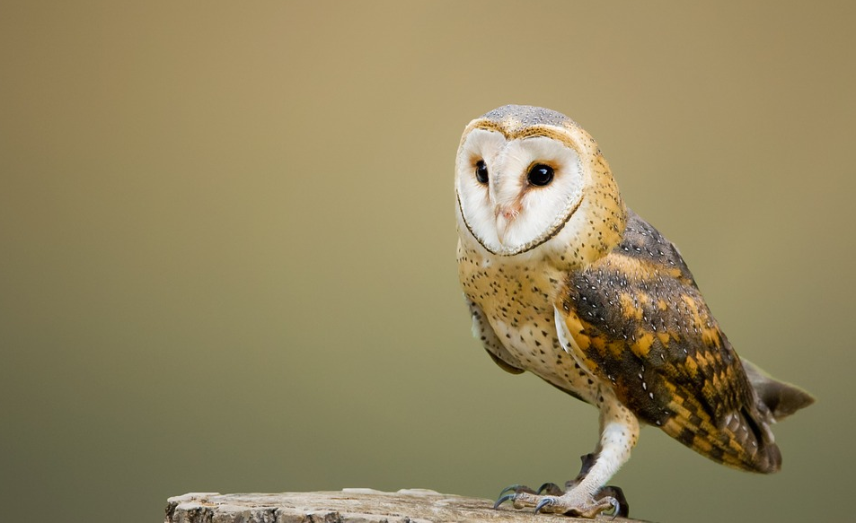 An owl sitting on a log