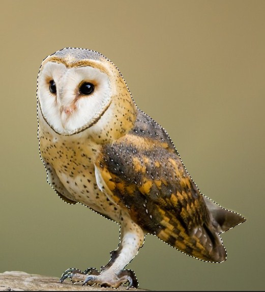The circumference of the entire owl is selected