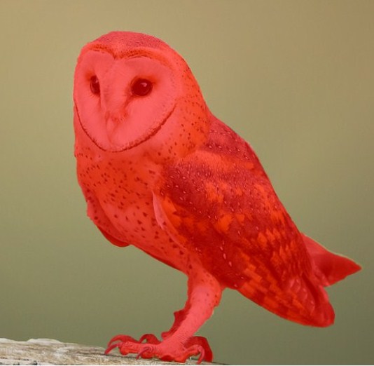 A red color owl is sitting 