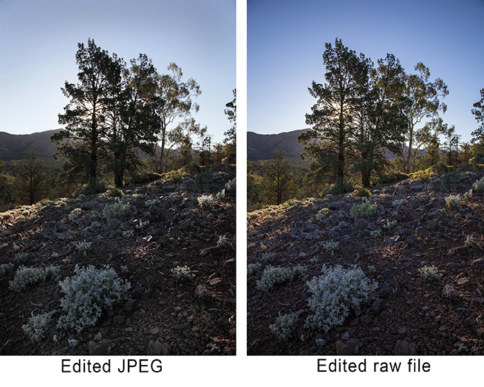 Some trees with natural background